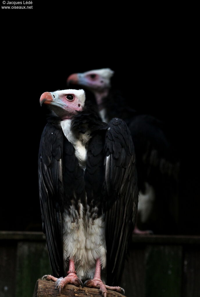 White-headed Vulture