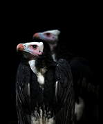 White-headed Vulture