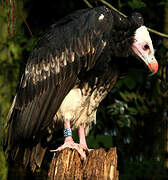 White-headed Vulture