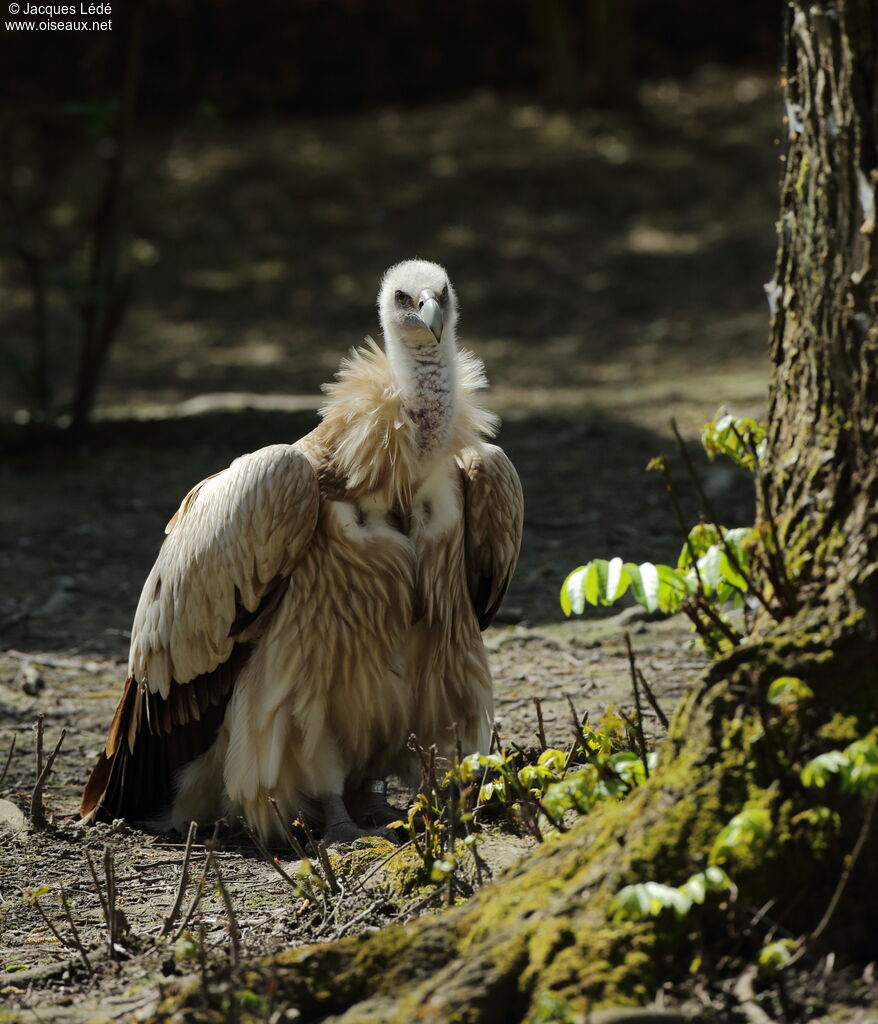 Vautour de l'Himalaya