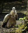 Vautour de l'Himalaya