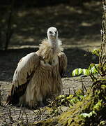 Vautour de l'Himalaya