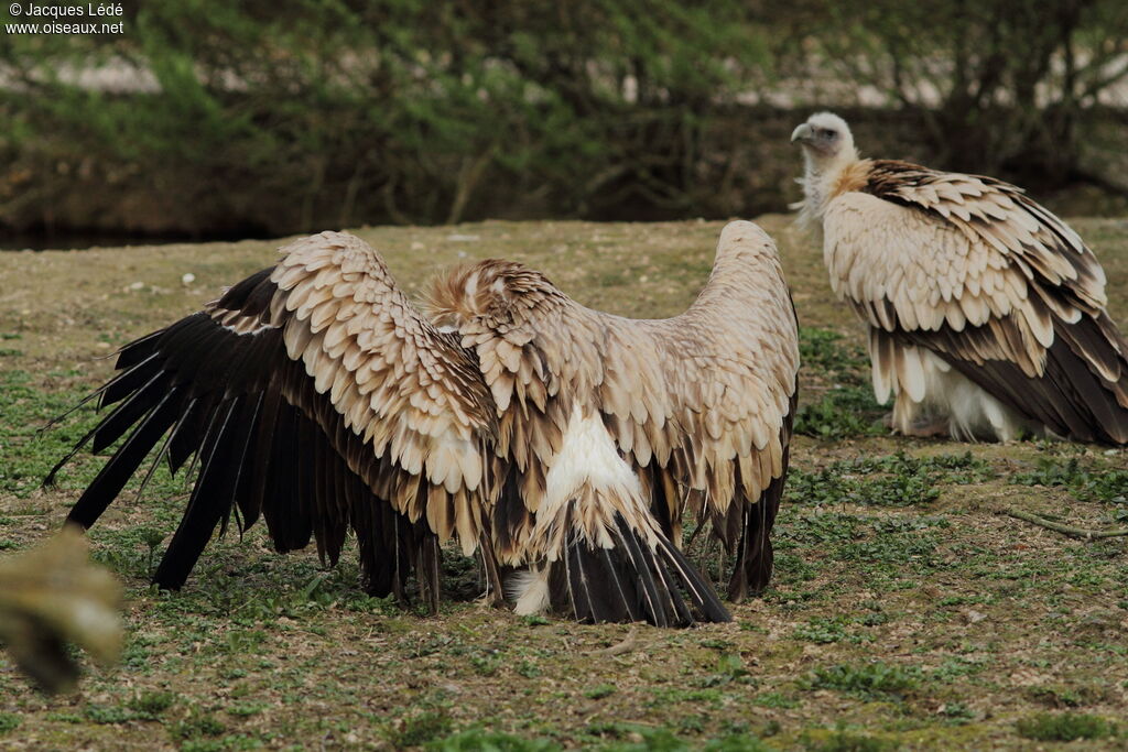 Himalayan Vulture