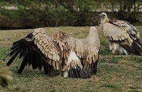 Himalayan Vulture