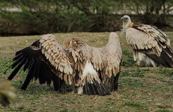 Vautour de l'Himalaya