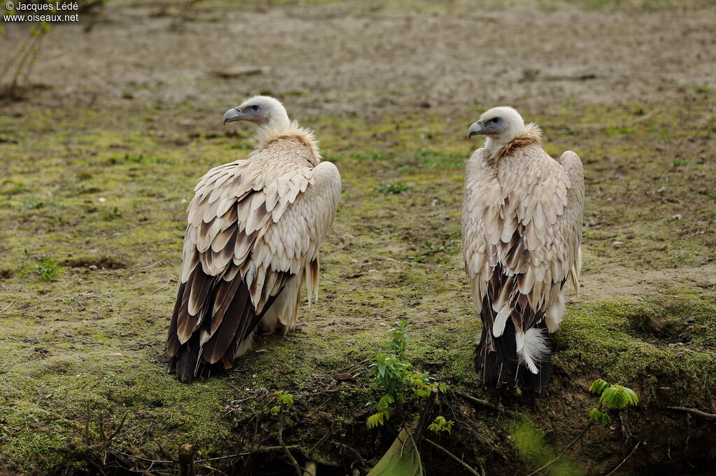 Himalayan Vulture