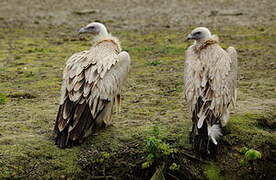 Himalayan Vulture