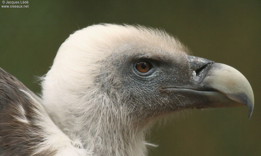 Griffon Vulture