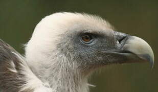 Griffon Vulture