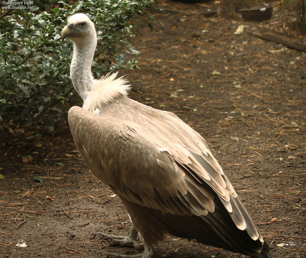 Griffon Vulture