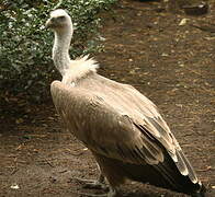 Griffon Vulture