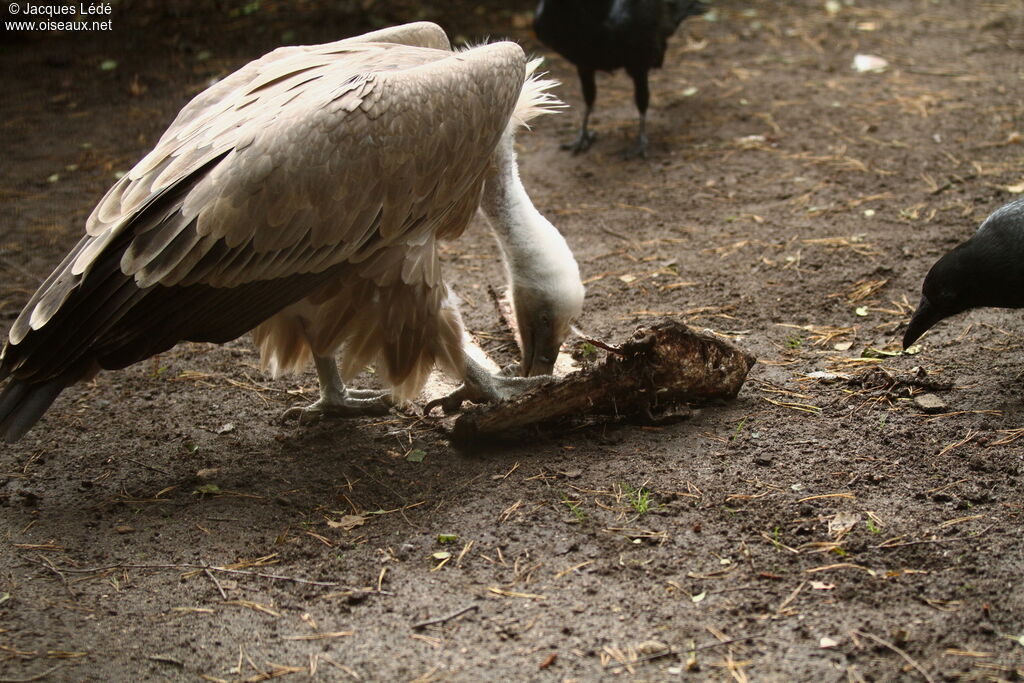 Vautour fauve