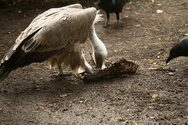 Griffon Vulture