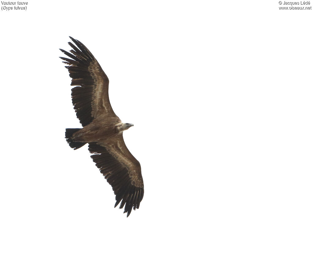 Griffon Vulture