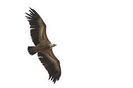 Griffon Vulture