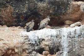 Griffon Vulture