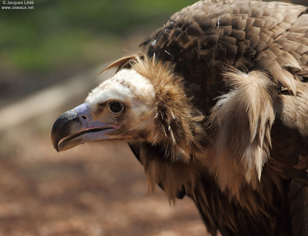 Cinereous Vulture