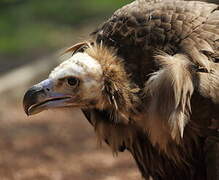 Cinereous Vulture