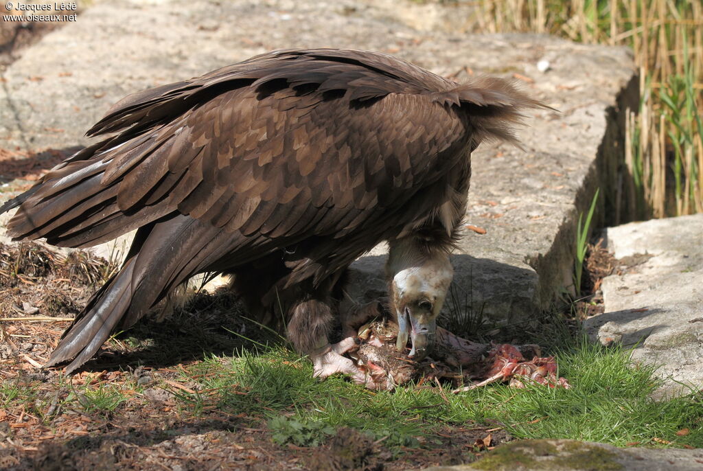 Cinereous Vulture