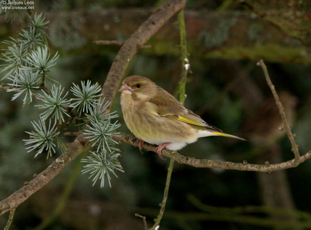 European Greenfinch