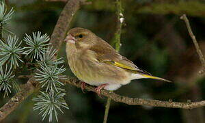 European Greenfinch