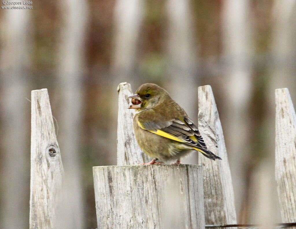 European Greenfinch