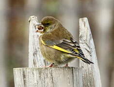 European Greenfinch