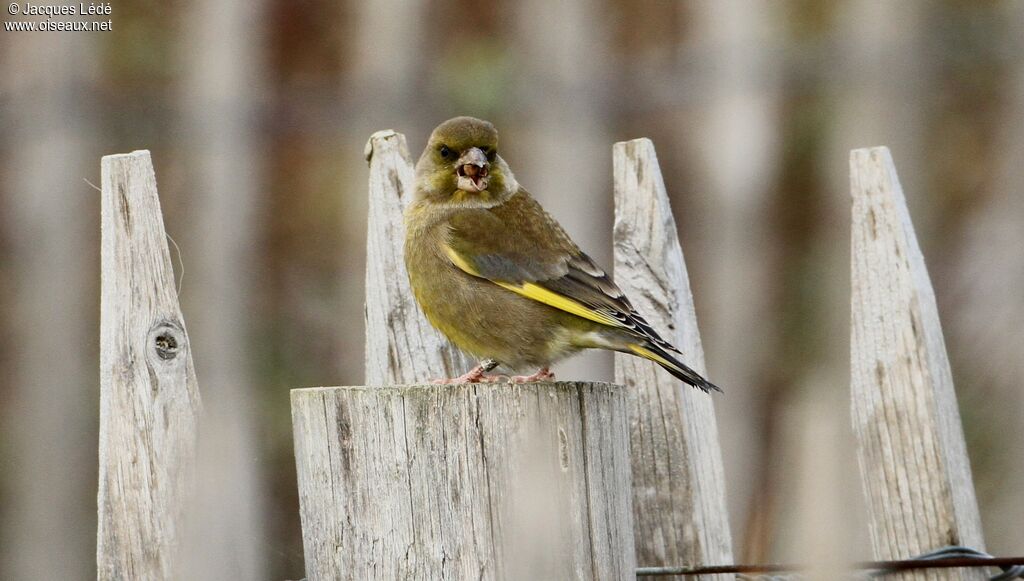 European Greenfinch