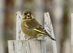 European Greenfinch