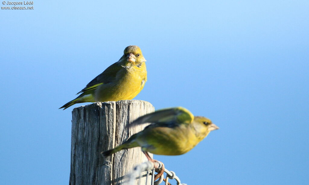 European Greenfinch