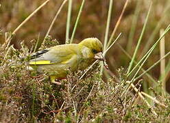 European Greenfinch