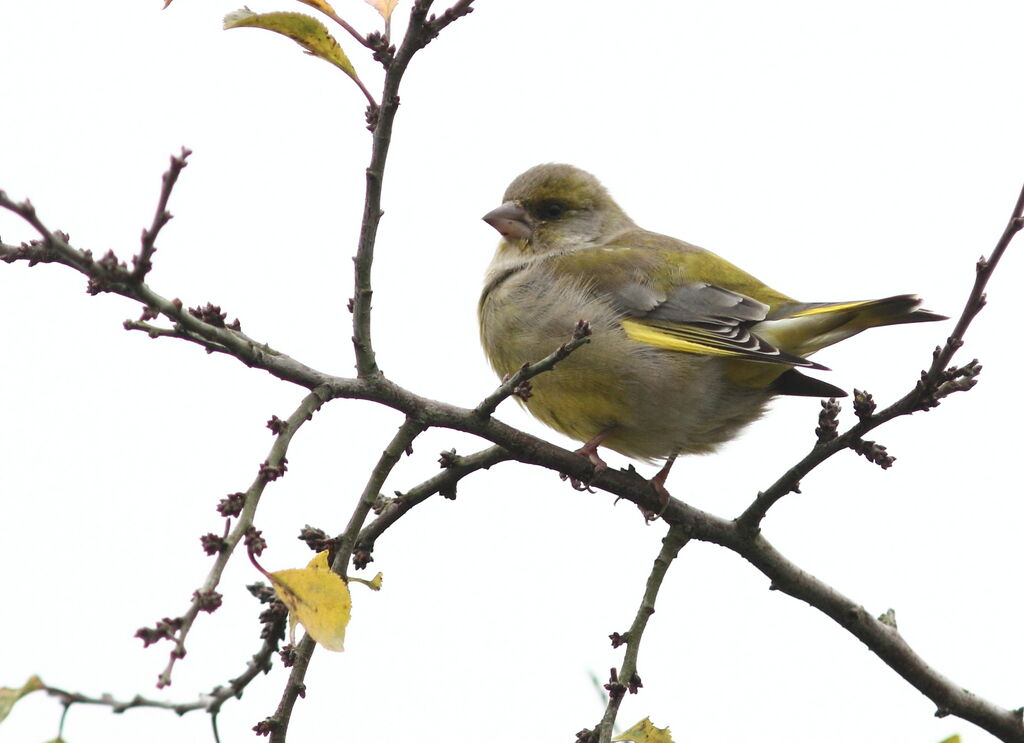 European Greenfinch