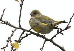 European Greenfinch