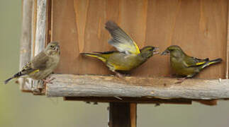 European Greenfinch