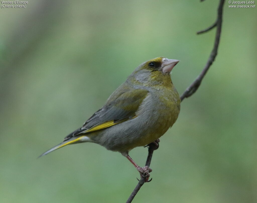 European Greenfinch