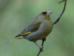 European Greenfinch