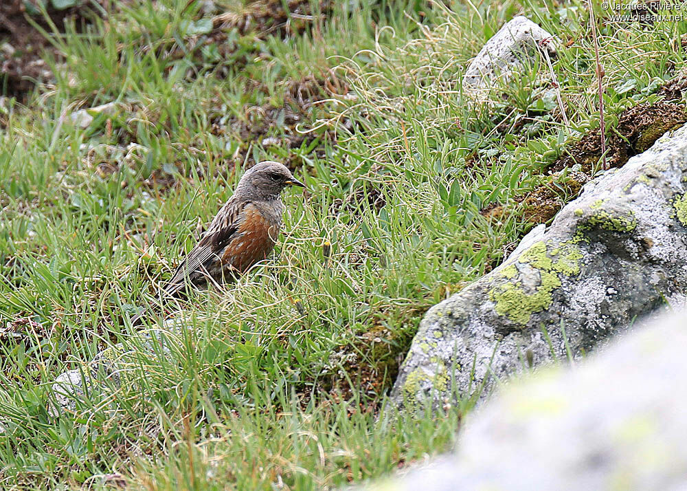 Alpine Accentoradult breeding