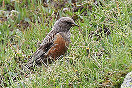 Alpine Accentor