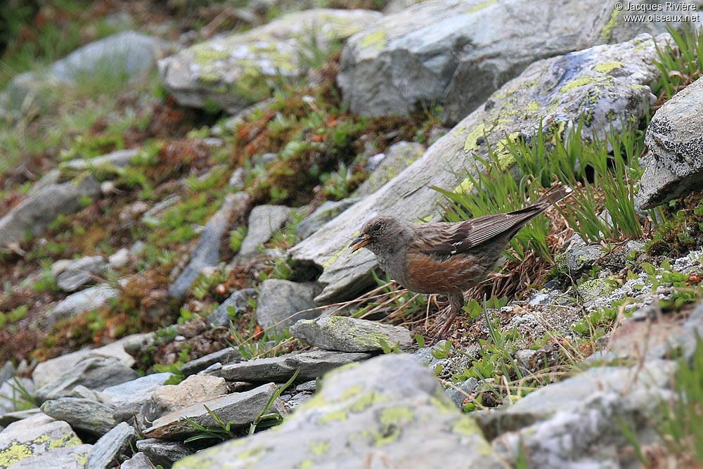 Accenteur alpinadulte nuptial