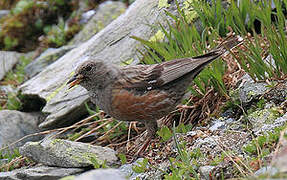 Alpine Accentor