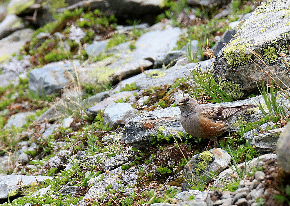 Alpine Accentor adult breeding