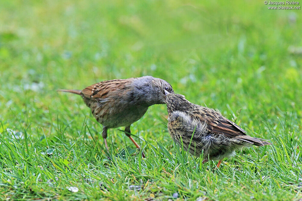 Dunnockadult breeding, Reproduction-nesting