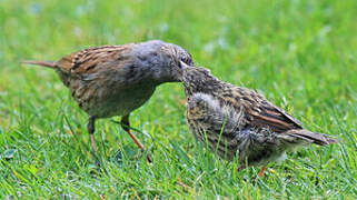 Dunnock