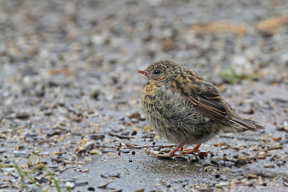 Accenteur mouchetjuvénile, identification