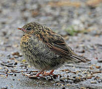 Dunnock