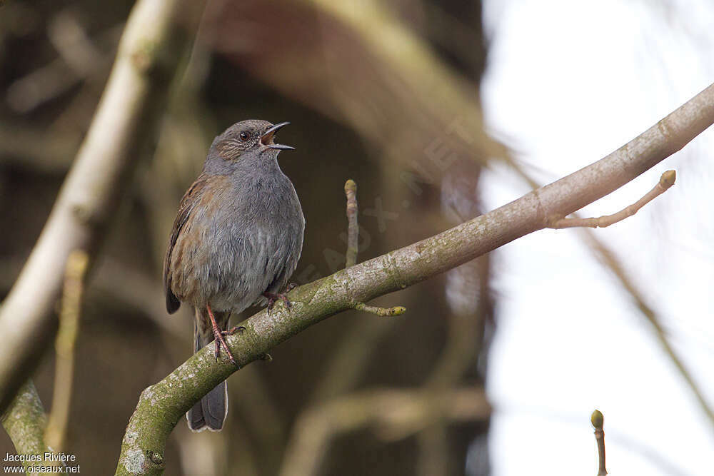 Dunnock male adult breeding, song