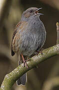 Dunnock