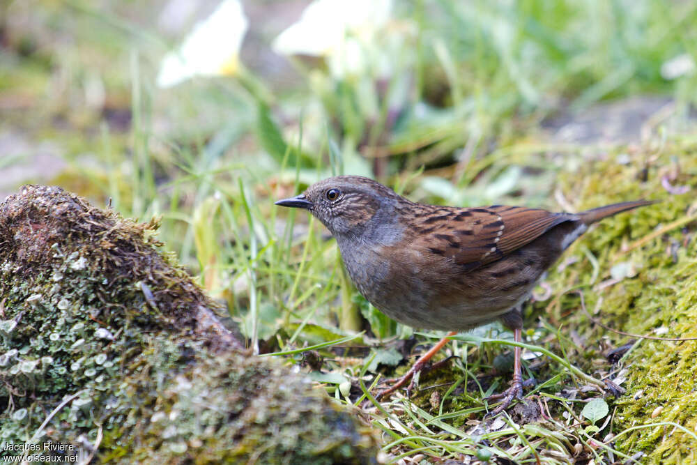 Accenteur mouchet mâle adulte, identification