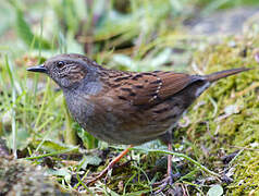 Dunnock