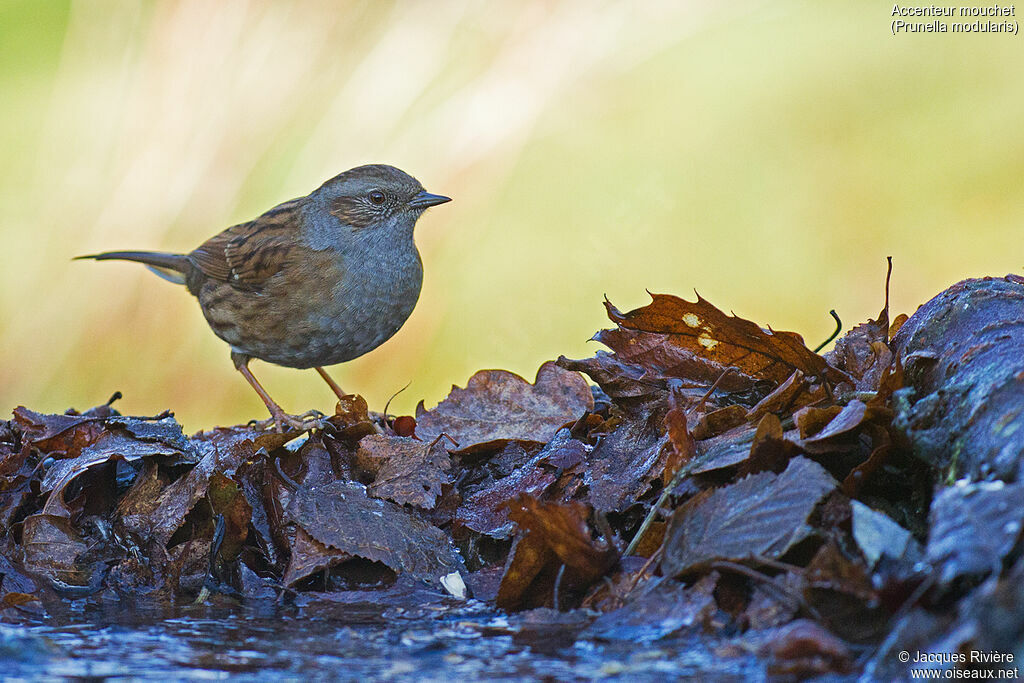 Dunnockadult post breeding, identification